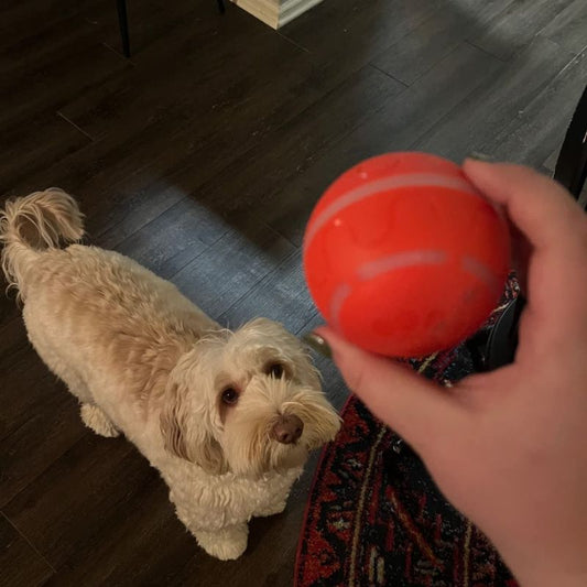 BounceBuddy™ - Interactive Dog Ball