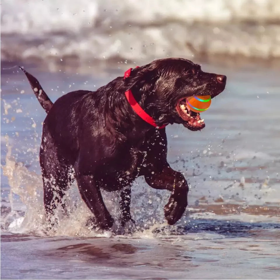 BounceBuddy™ - Interactive Dog Ball